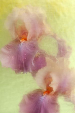 Two Iris Dew